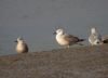 Caspian Gull at Hole Haven Creek (Steve Arlow) (38163 bytes)